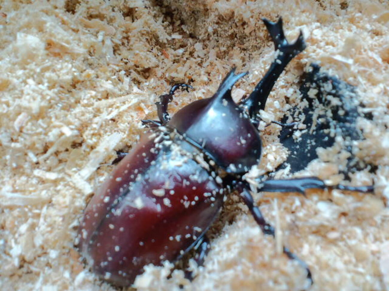 急激な気温変化に伴うカブトムシの突然死。その理由と対策（昆虫類は 