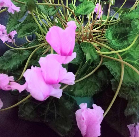 シクラメンとは 動植物の人気 最新記事を集めました はてな