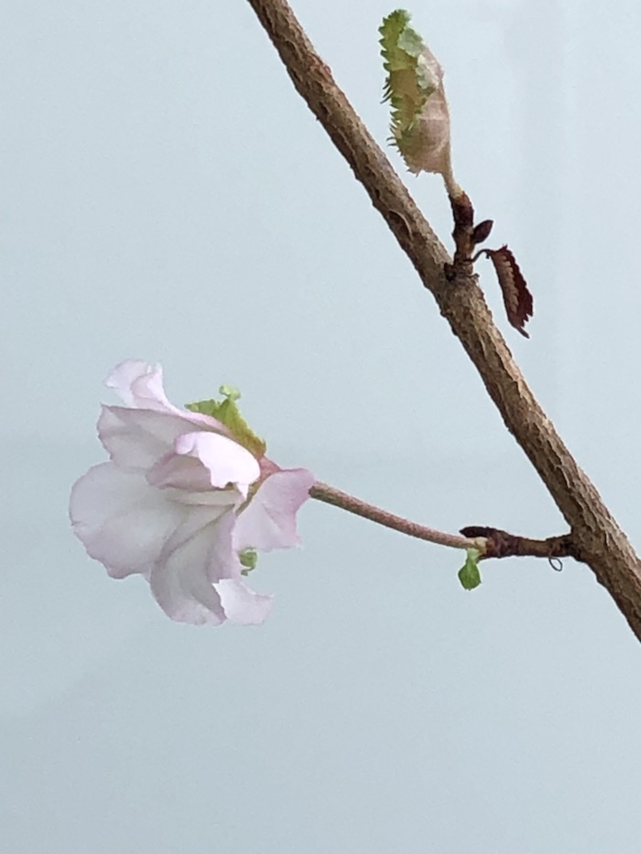 月が注ぐ花 花咲く多肉植物 『 桜花月 （ サクラカゲツ ）』 11cm鉢 金の