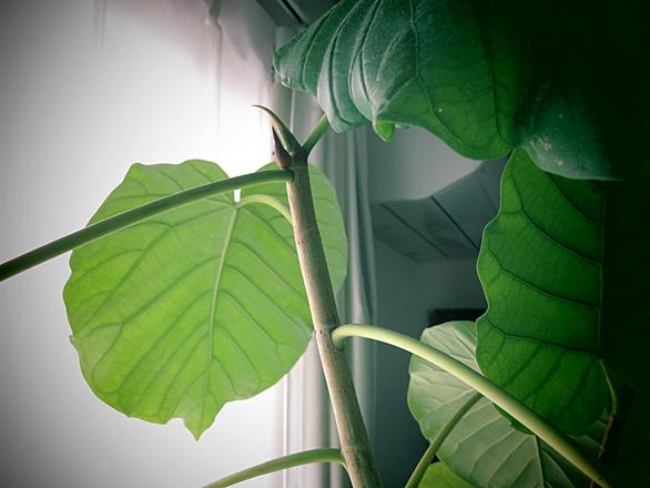 新芽とは 動植物の人気 最新記事を集めました はてな