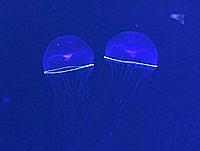 A C G Tとは アニメの人気 最新記事を集めました はてな