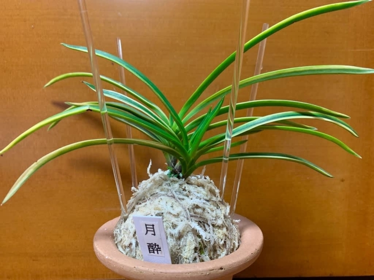 月酔 - 純風満蘭（富貴蘭・風蘭ブログ 着生蘭よもやま話）