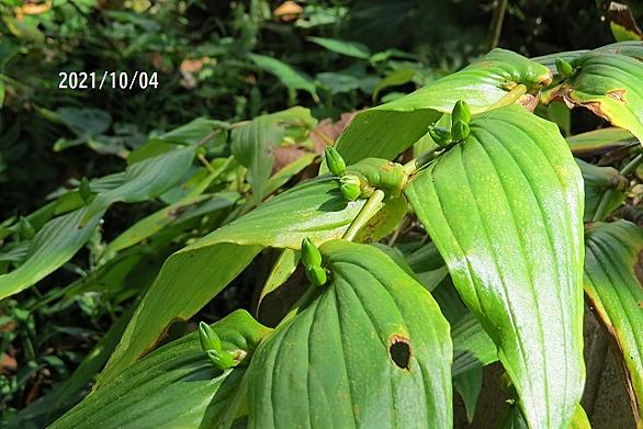 キイジョウロウホトトギスとは 動植物の人気 最新記事を集めました はてな