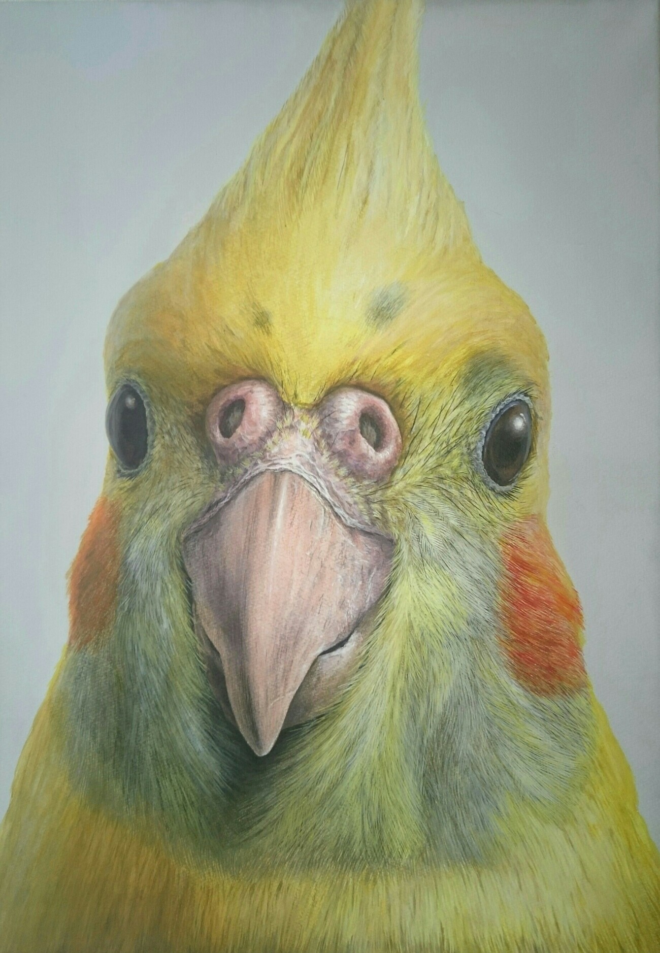 アクリル絵の具】リアルにオカメインコの絵を描く方法 - BOBIN