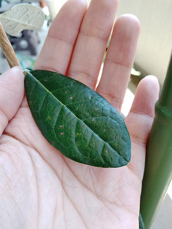 カイガラムシとは 動植物の人気 最新記事を集めました はてな カイガラムシとは 動植物の人気 最新記事を集めました はてな