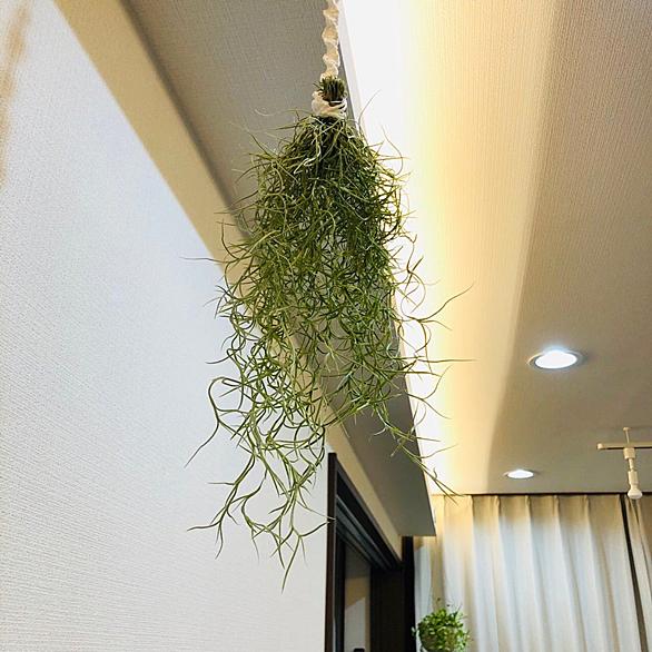 ウスネオイデスとは 人気 最新記事を集めました はてな ウスネオイデスとは 人気 最新記事を集めました はてな