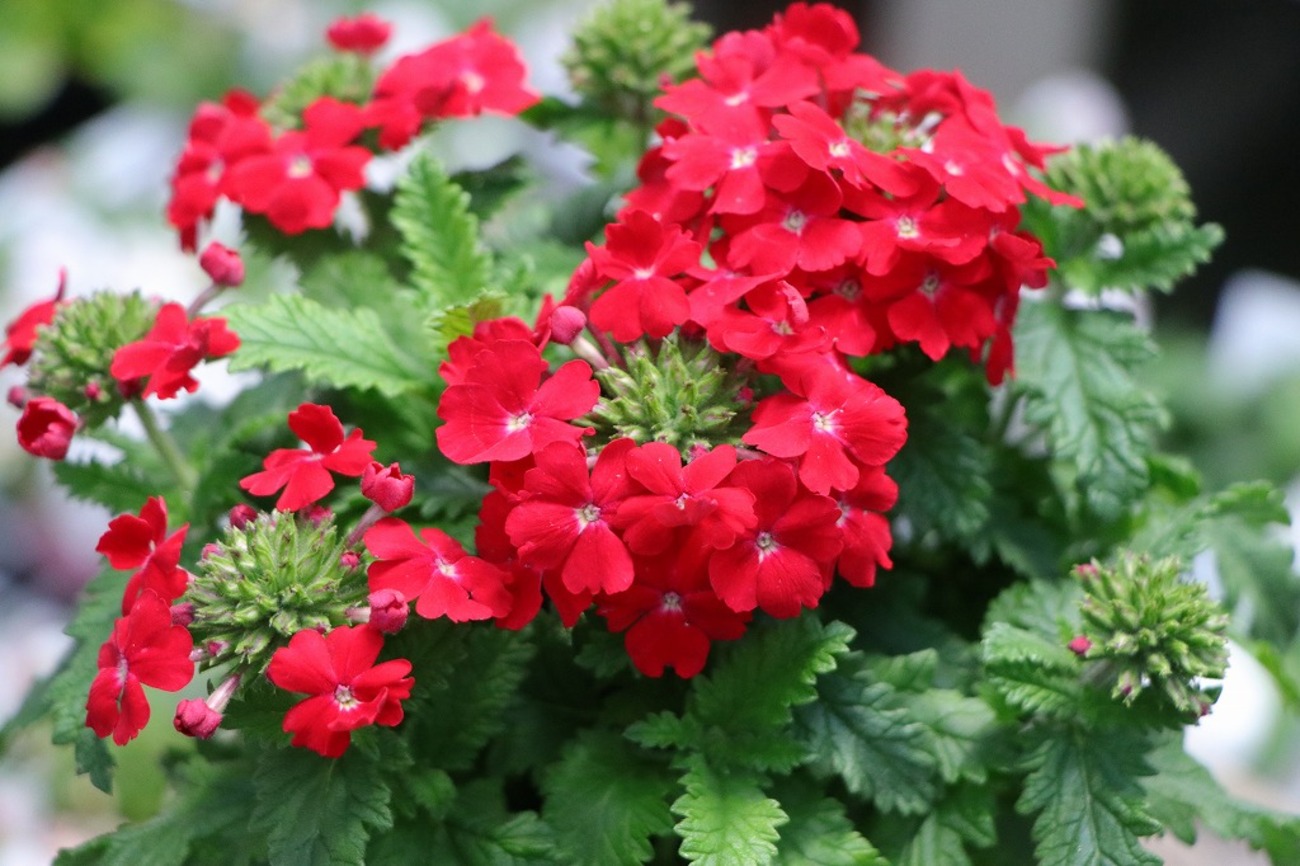 寄せ植えから花壇まで幅広く利用可能なバーベナ#マルイ手毬 - GP-Yamacho