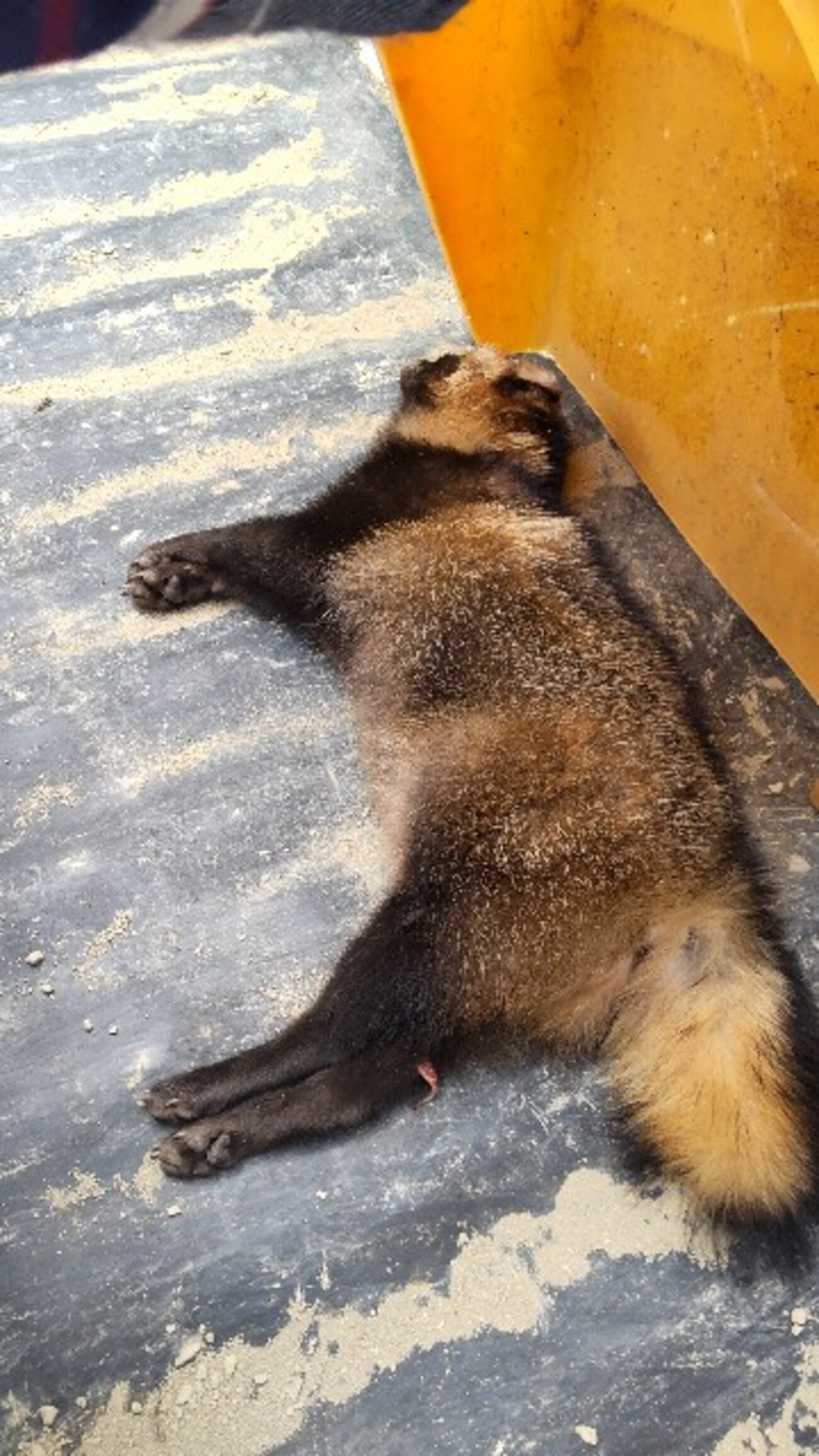 タヌキの毛皮取り (動物の死骸画像あり) - 勝秀鍛冶屋見習いと、その嫁