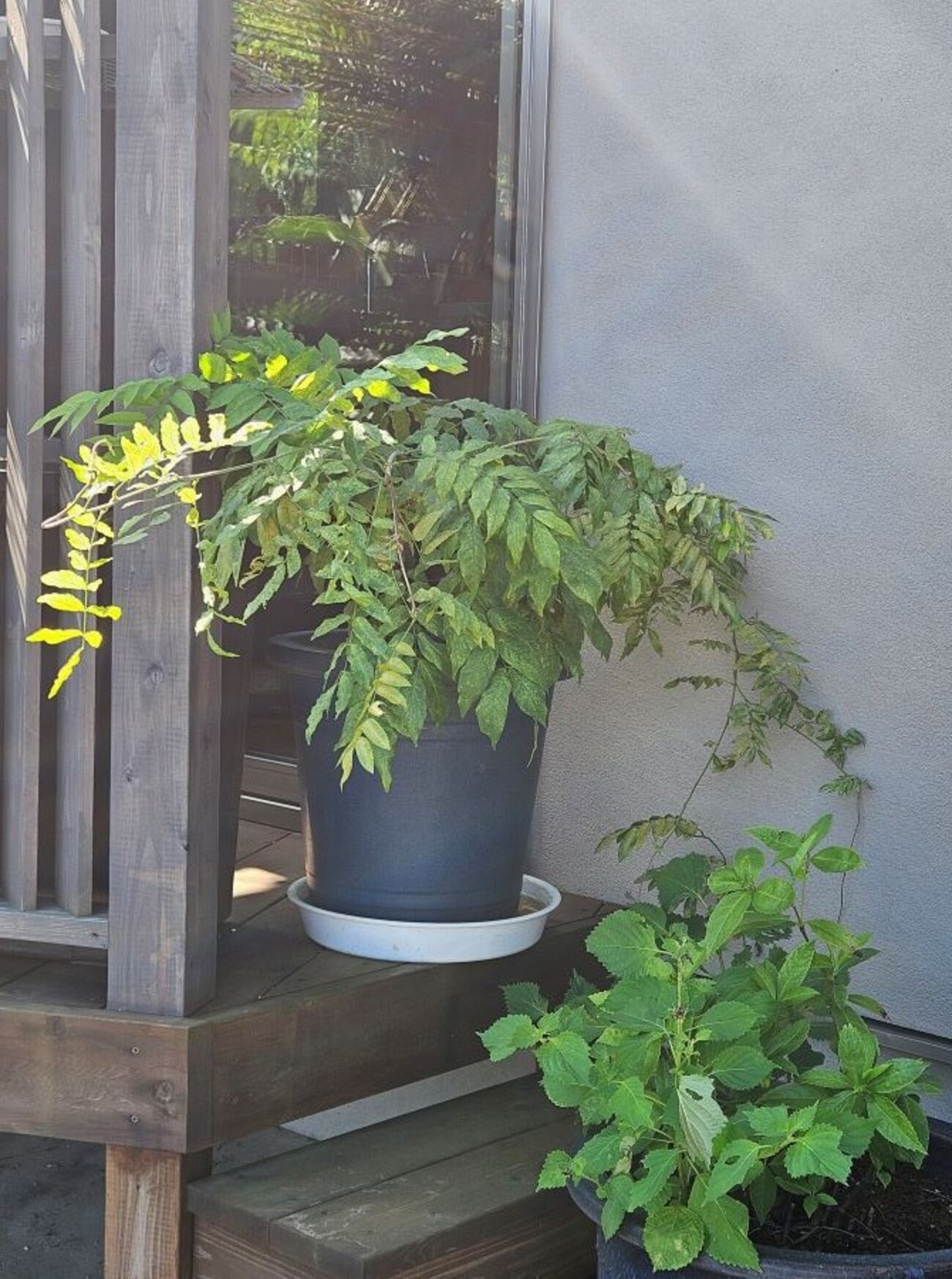 第2章フジに花が咲かない原因「日当たりが悪いこともだけど水切れが一