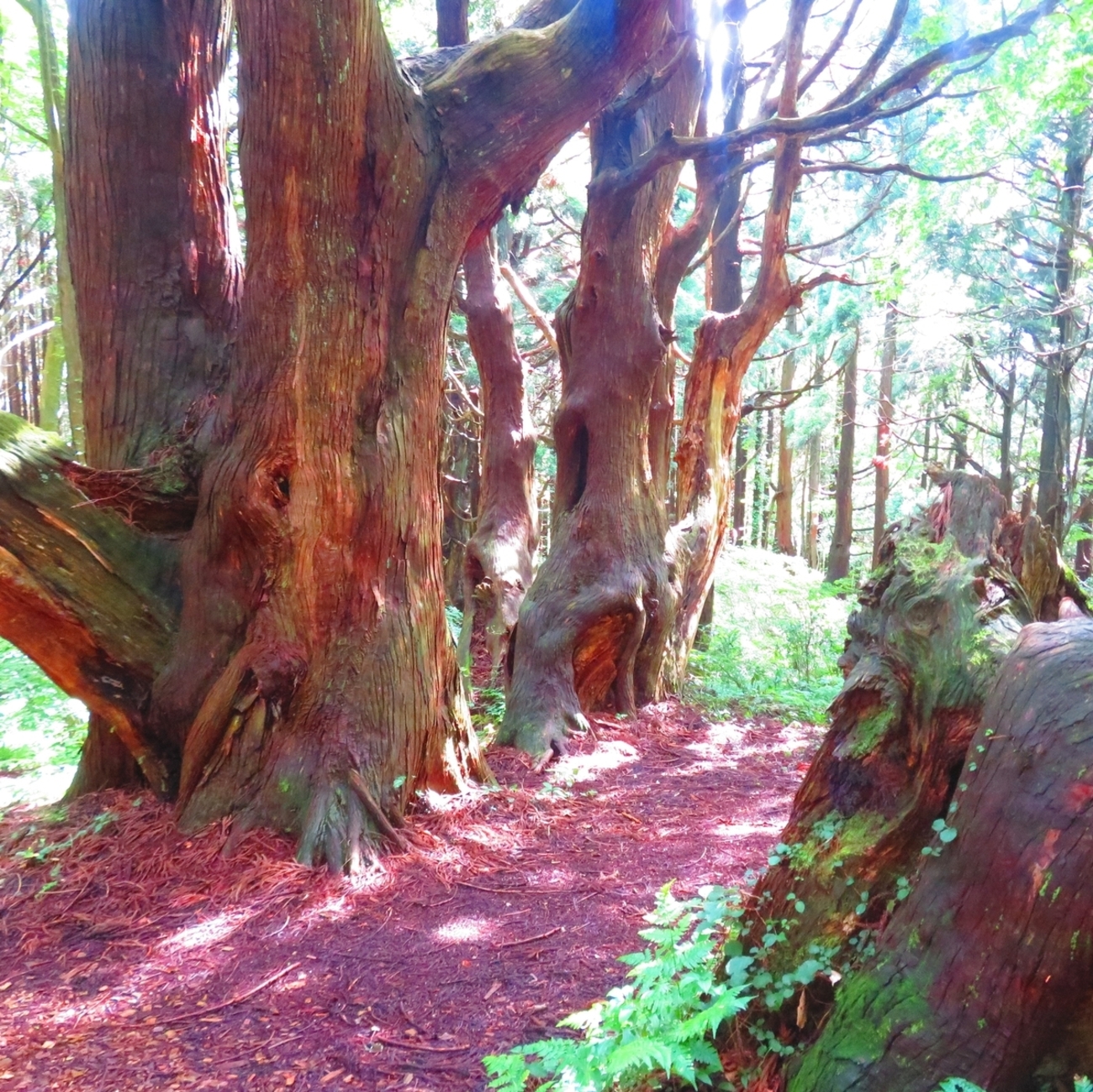 No:057【山形県】巨木の聳える超穴場「幻想の森」！！屋久島のような