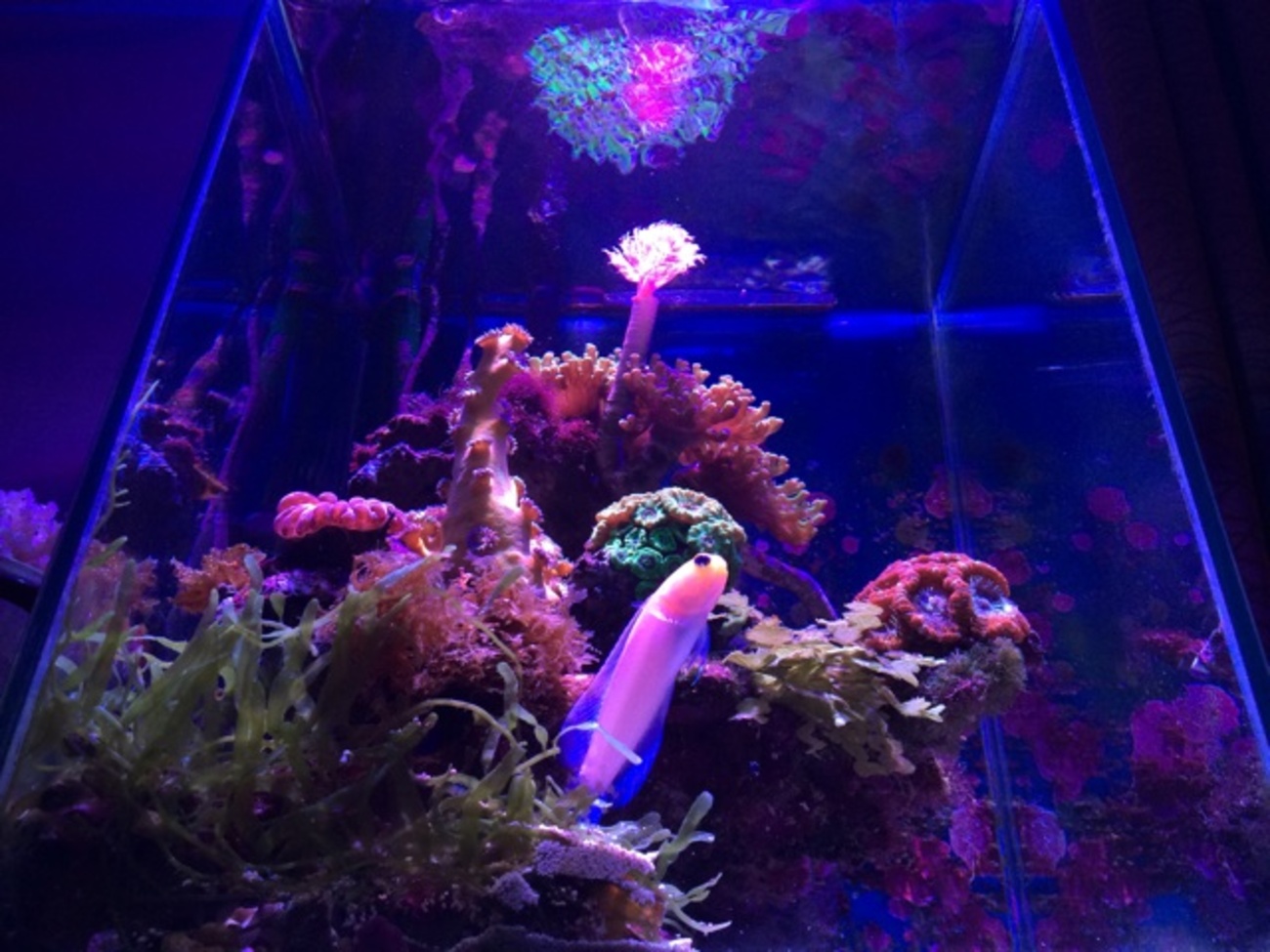 backend=imagemagick;version=1;