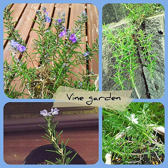 うどんこ病とは 動植物の人気 最新記事を集めました はてな うどんこ病とは 動植物の人気 最新記事を集めました はてな