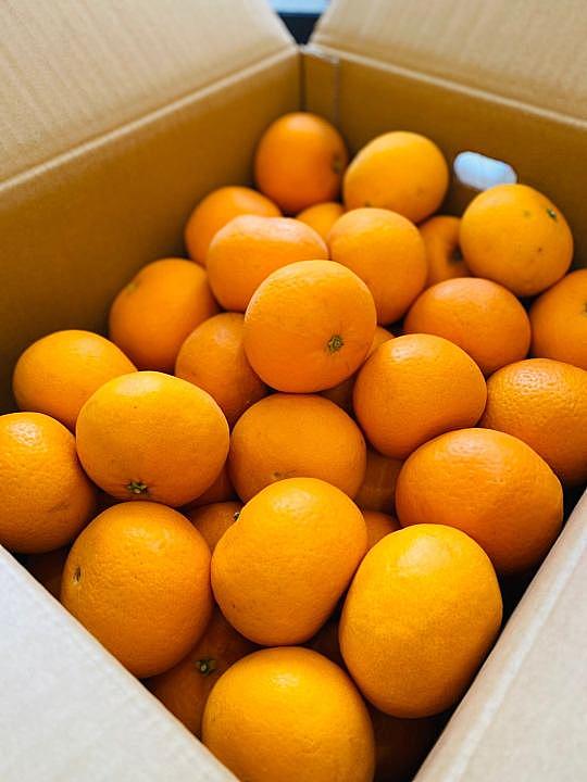 清見オレンジとは 食の人気 最新記事を集めました はてな