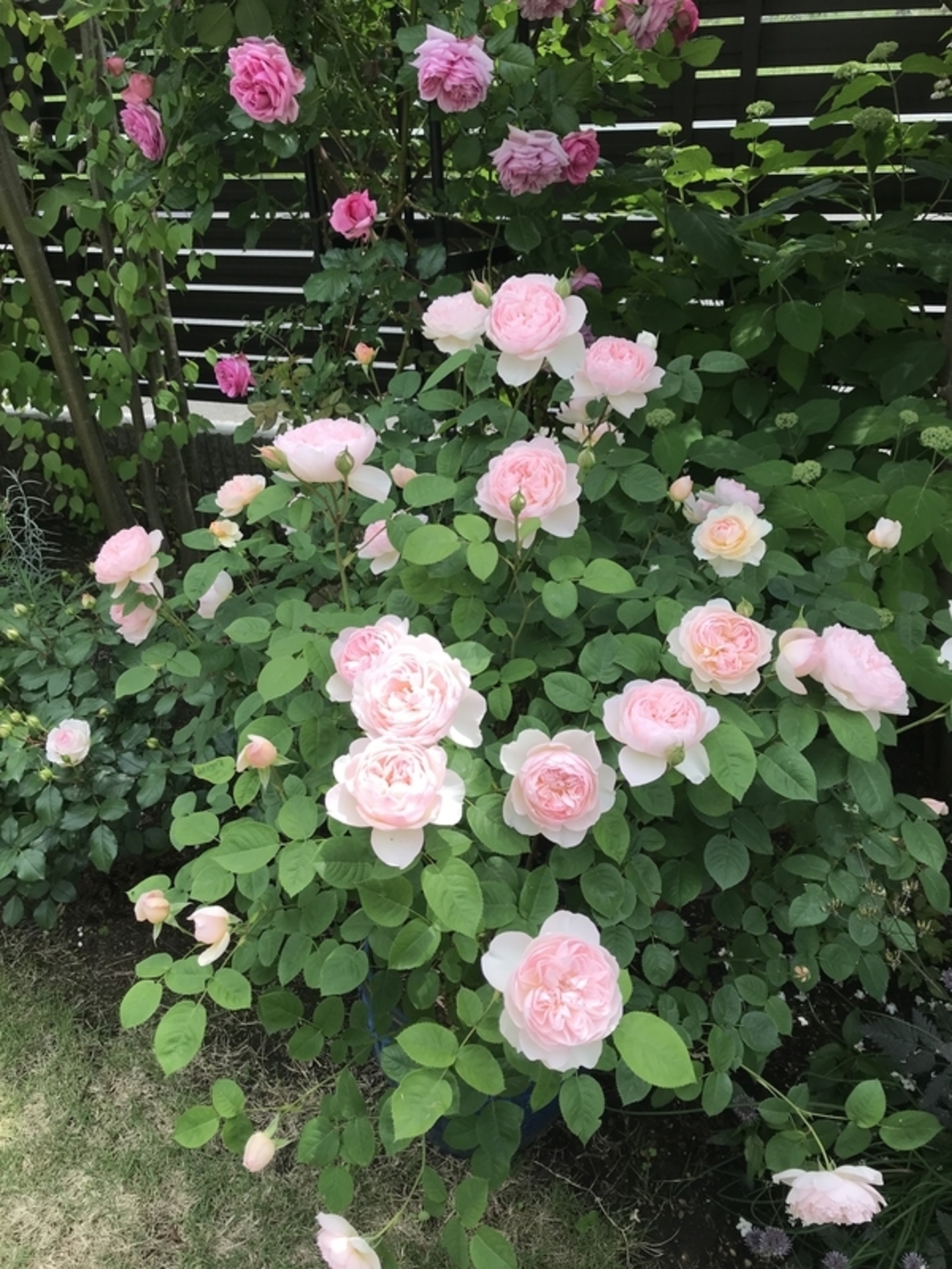 さくら色の花びらが清楚で可憐なバラ ER「ジェントルハーマイオニー