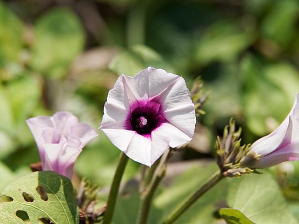 サツマイモの花とは 動植物の人気 最新記事を集めました はてな サツマイモの花とは 動植物の人気 最新記事を集めました はてな