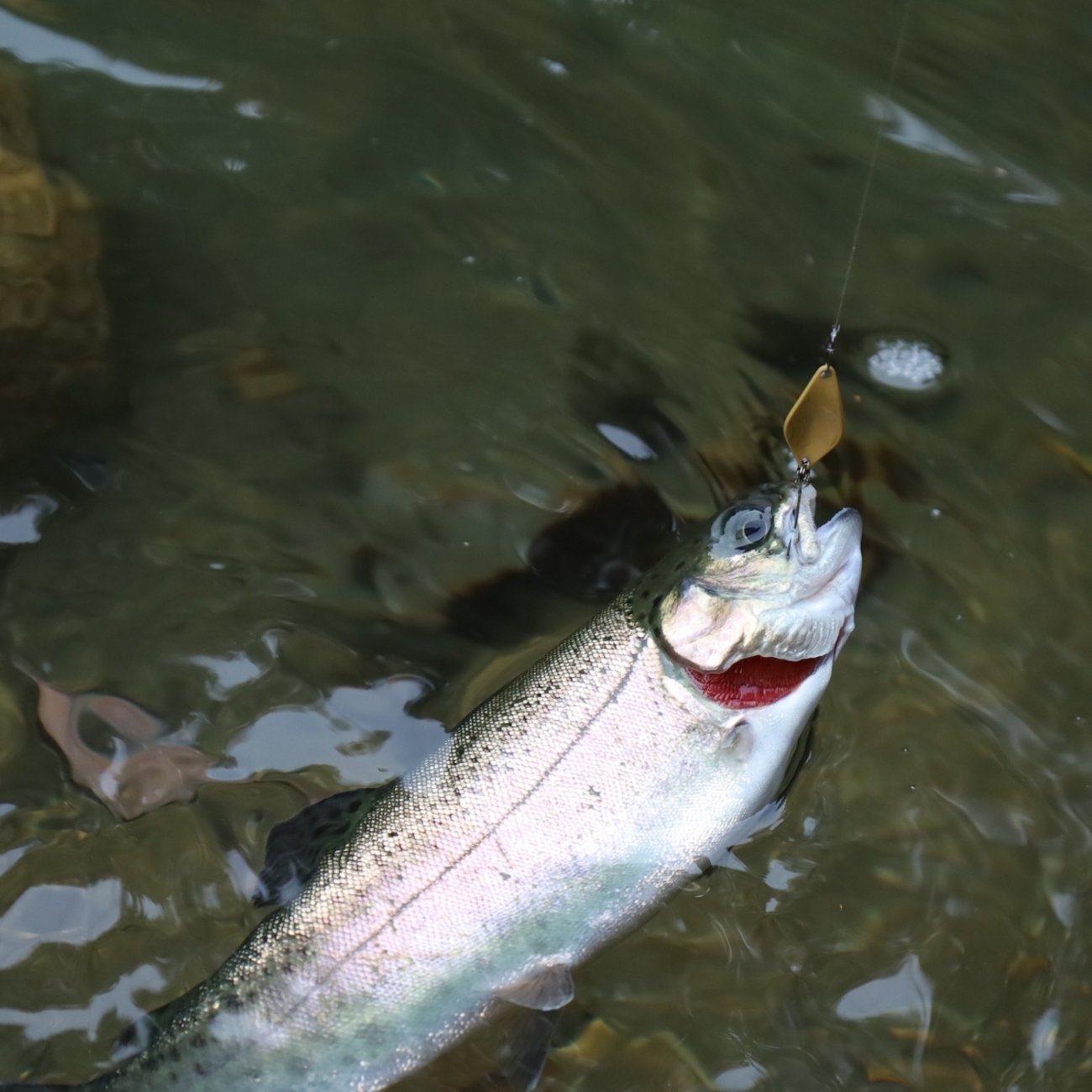 エリアトラウト 管釣り プラグ56個スプーン101枚引退セット たどり
