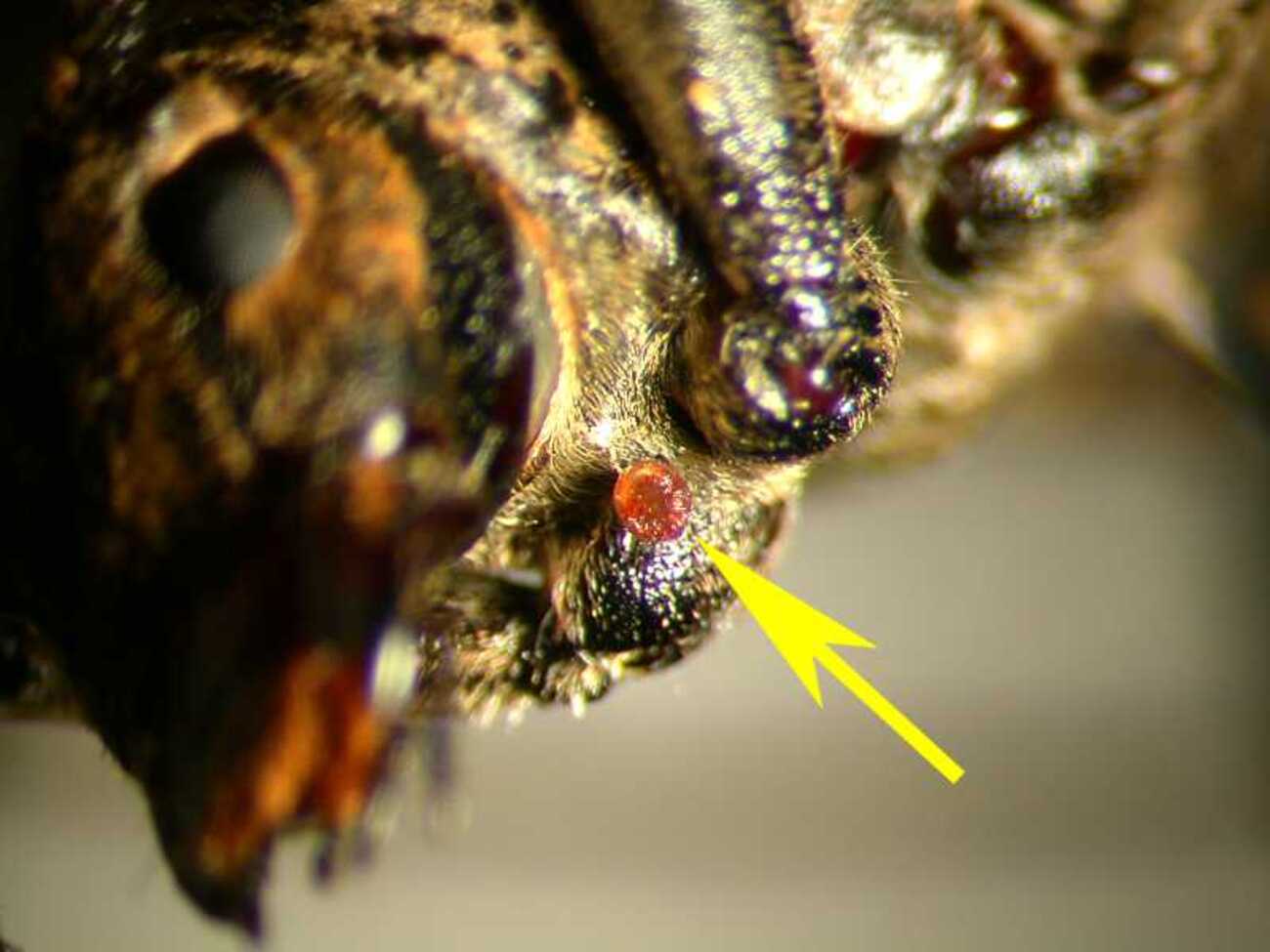 backend=imagemagick;version=1;