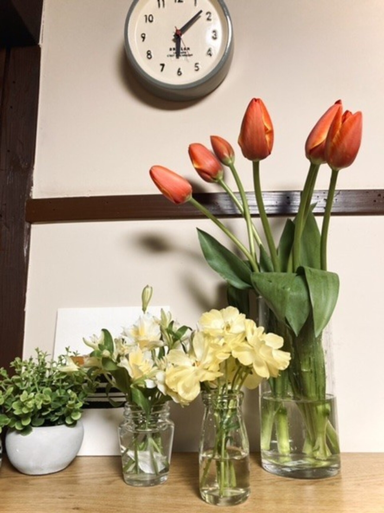 河津桜が満開　ブルマー チューリップ/上野公園の河津桜/湯島の平日居酒屋/明日はワクチンです - てんとてん