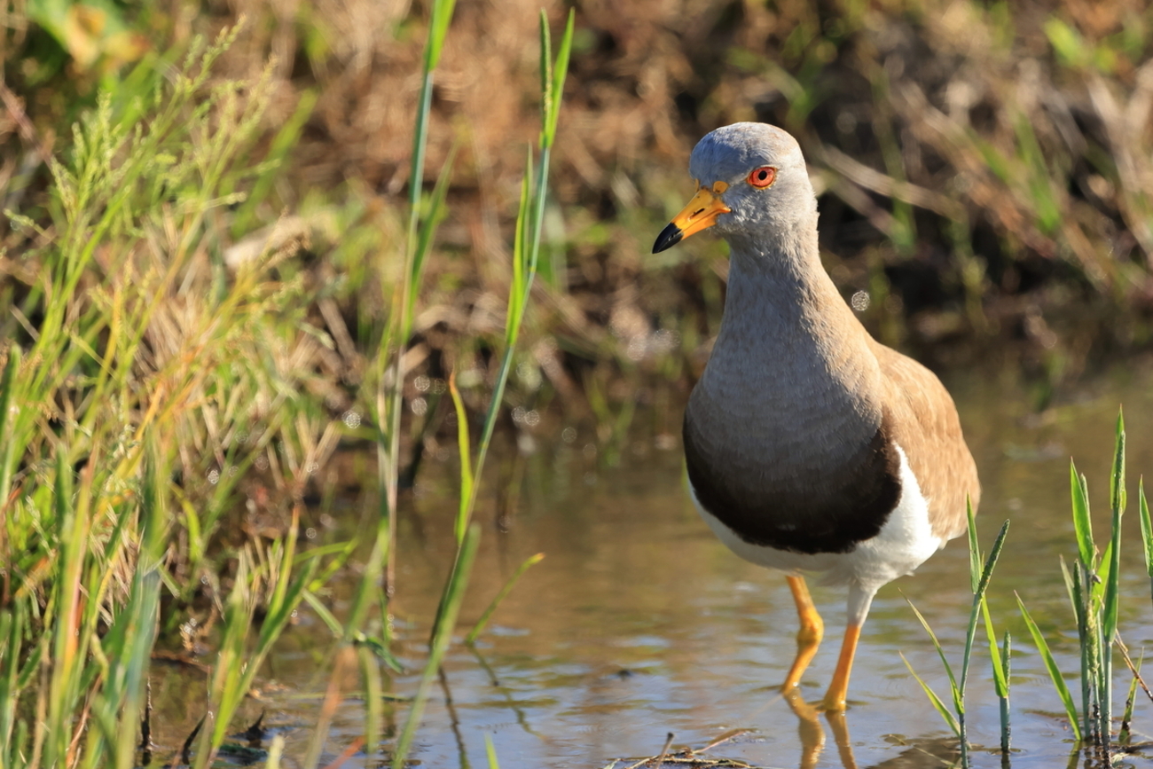 凄みがあるケリ - 鳥撮る photo life【鳥写真を撮る人】