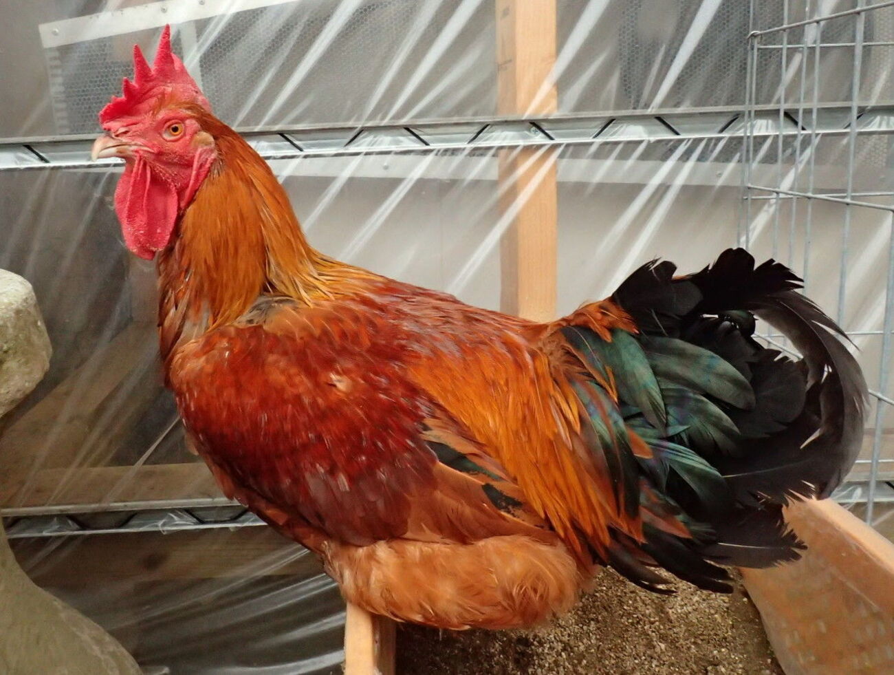 飼育日記】幻のニワトリ「大王」を飼い始めて、産んでくれた卵でTKG 
