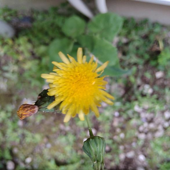 ノゲシとは 動植物の人気 最新記事を集めました はてな
