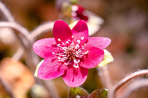 雪割草とは 動植物の人気 最新記事を集めました はてな 雪割草とは 動植物の人気 最新記事を集めました はてな
