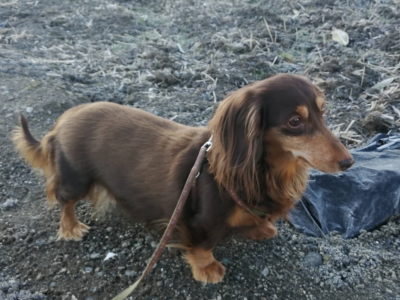 犬との暮らし 散歩 - もみじの備忘録