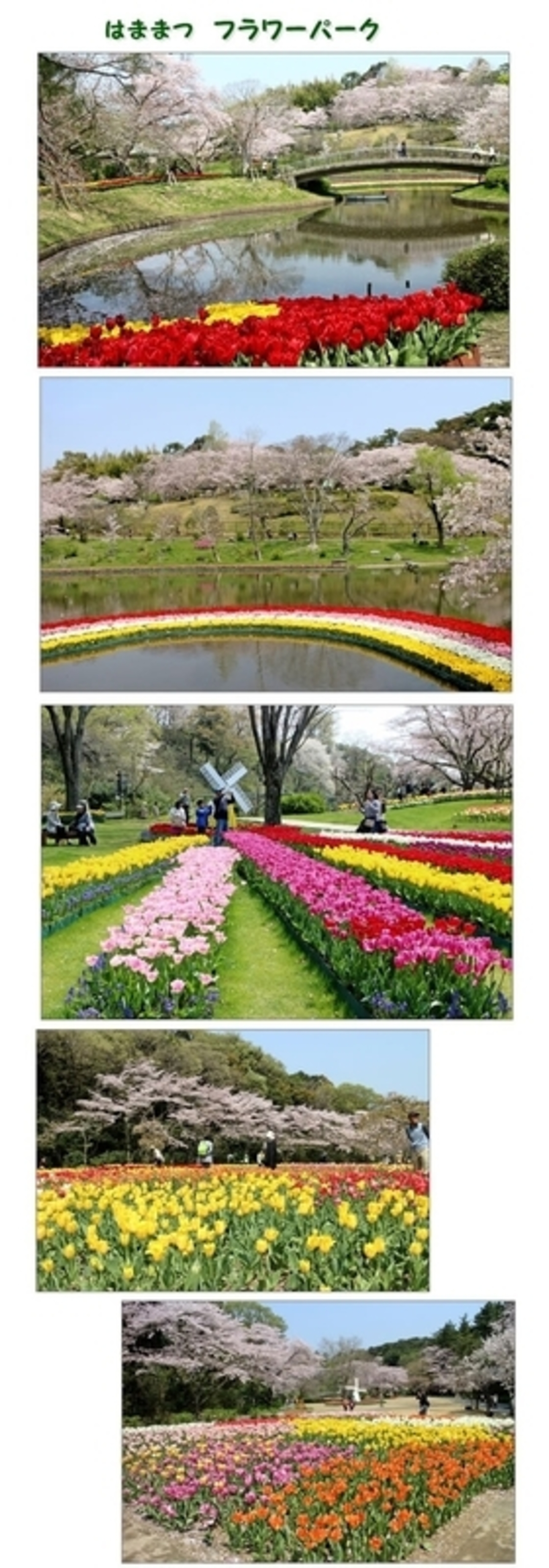 はままつフラワーパークお花見 1 - fu-kobb’s blog