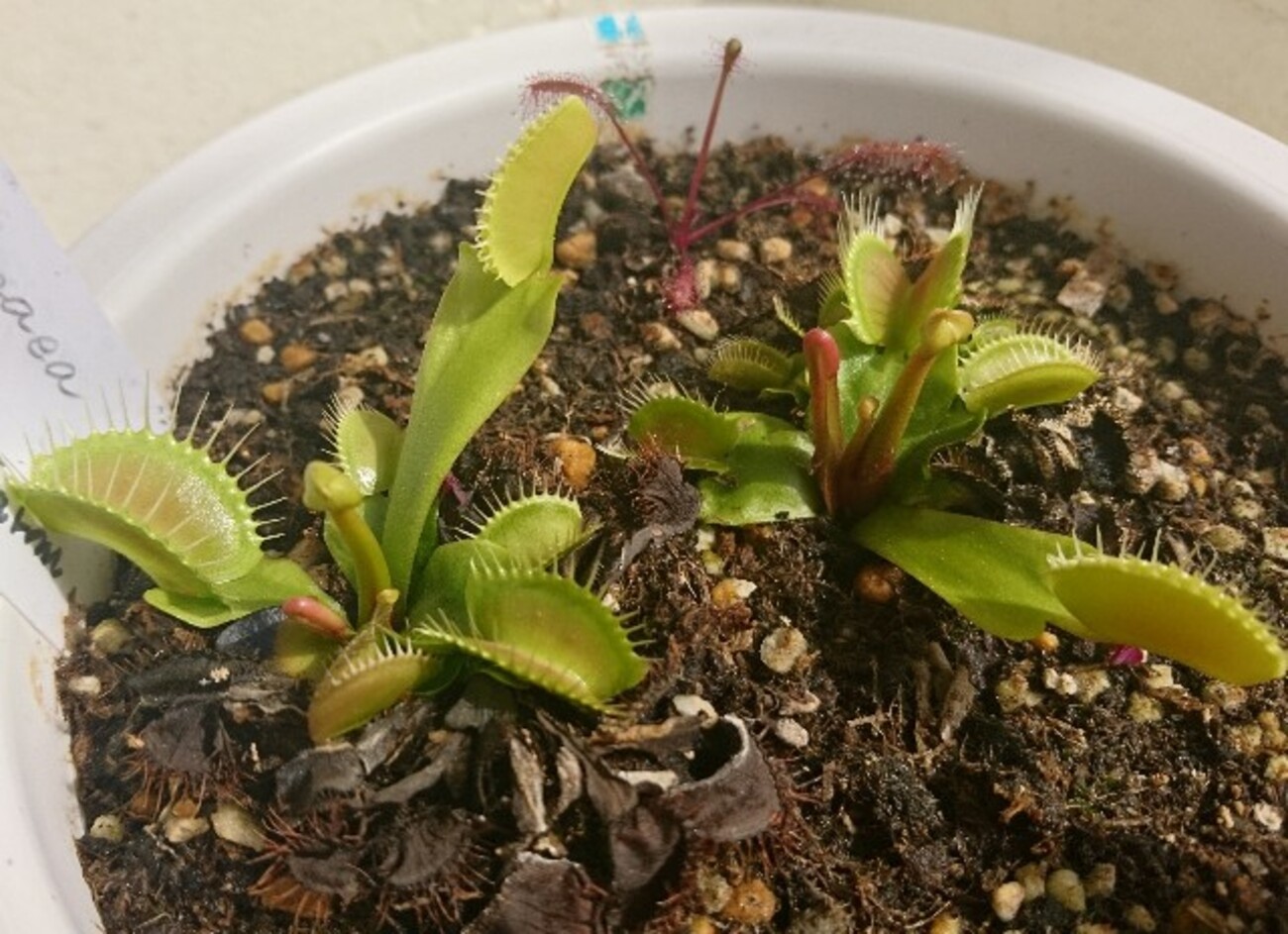 とも　ハエトリソウ　ガガイモ 暑い日が続きますね…。 森きららの観賞温室では、食虫植物
