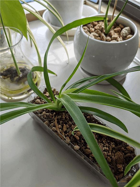 オリヅルランとは 動植物の人気 最新記事を集めました はてな オリヅルランとは 動植物の人気 最新記事を集めました はてな