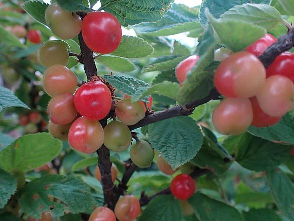 山桜桃梅とは 動植物の人気 最新記事を集めました はてな