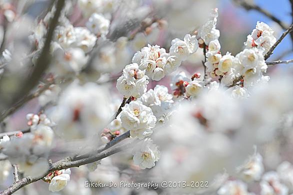 梅の花とは 食の人気 最新記事を集めました はてな