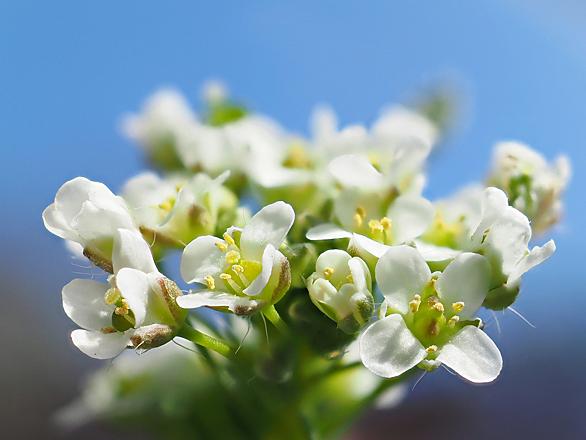 ナズナとは 動植物の人気 最新記事を集めました はてな