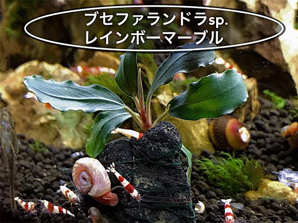 ブセファランドラ活着とは 人気 最新記事を集めました はてな ブセファランドラ活着とは 人気 最新記事を集めました はてな