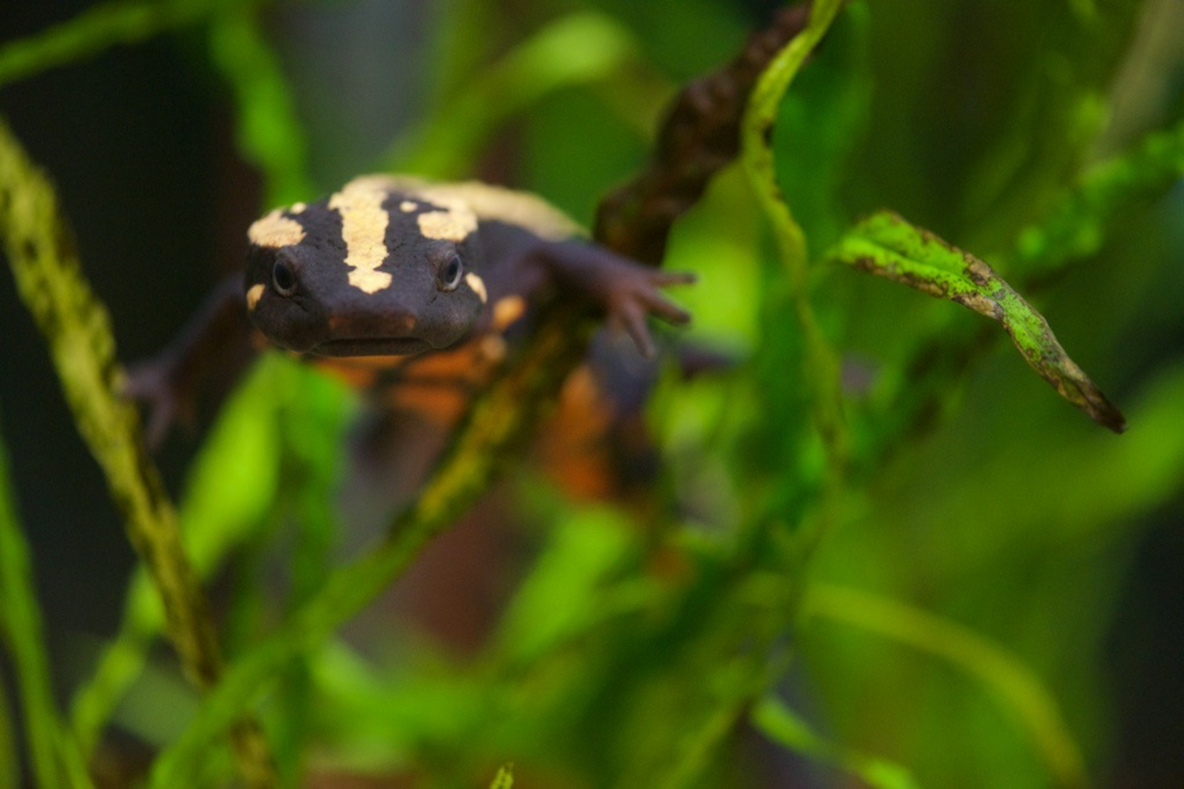 ラオスコブイモリ Laotriton laoensis - RemoteRegion@AquaTotto