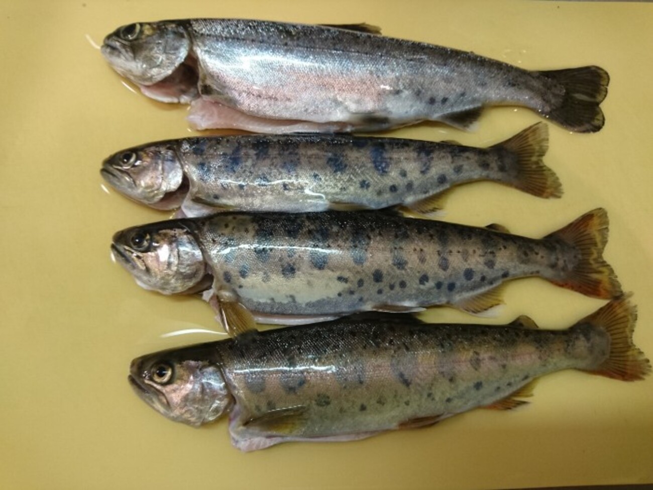 釣ったヤマメを最も美味しく食べるには… 渓流釣り,ヤマメ釣り。 - まるごとアウトドア