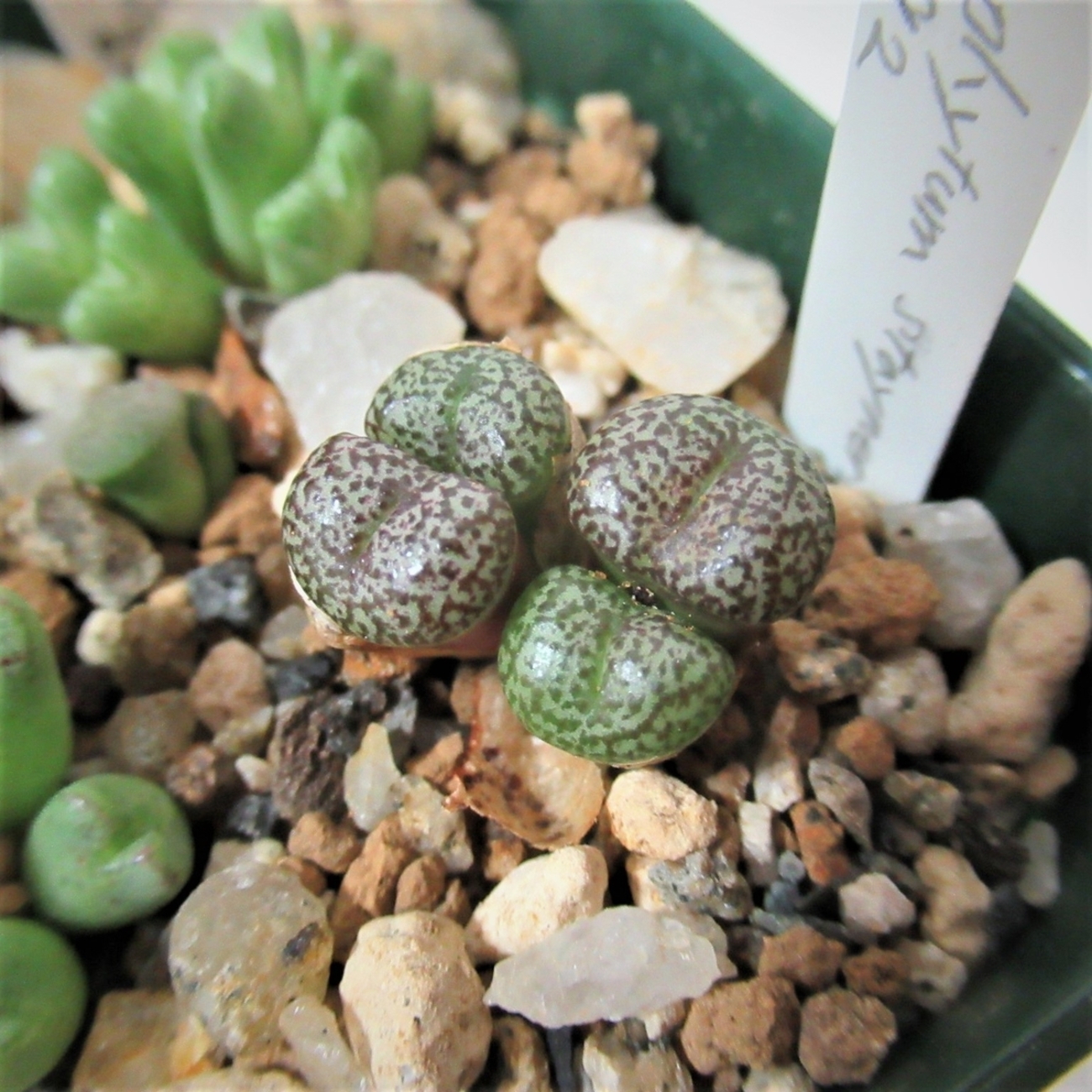 Conophytum コノフィツム bachelorum バケロラム実生