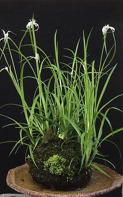 マツバイとは 動植物の人気 最新記事を集めました はてな