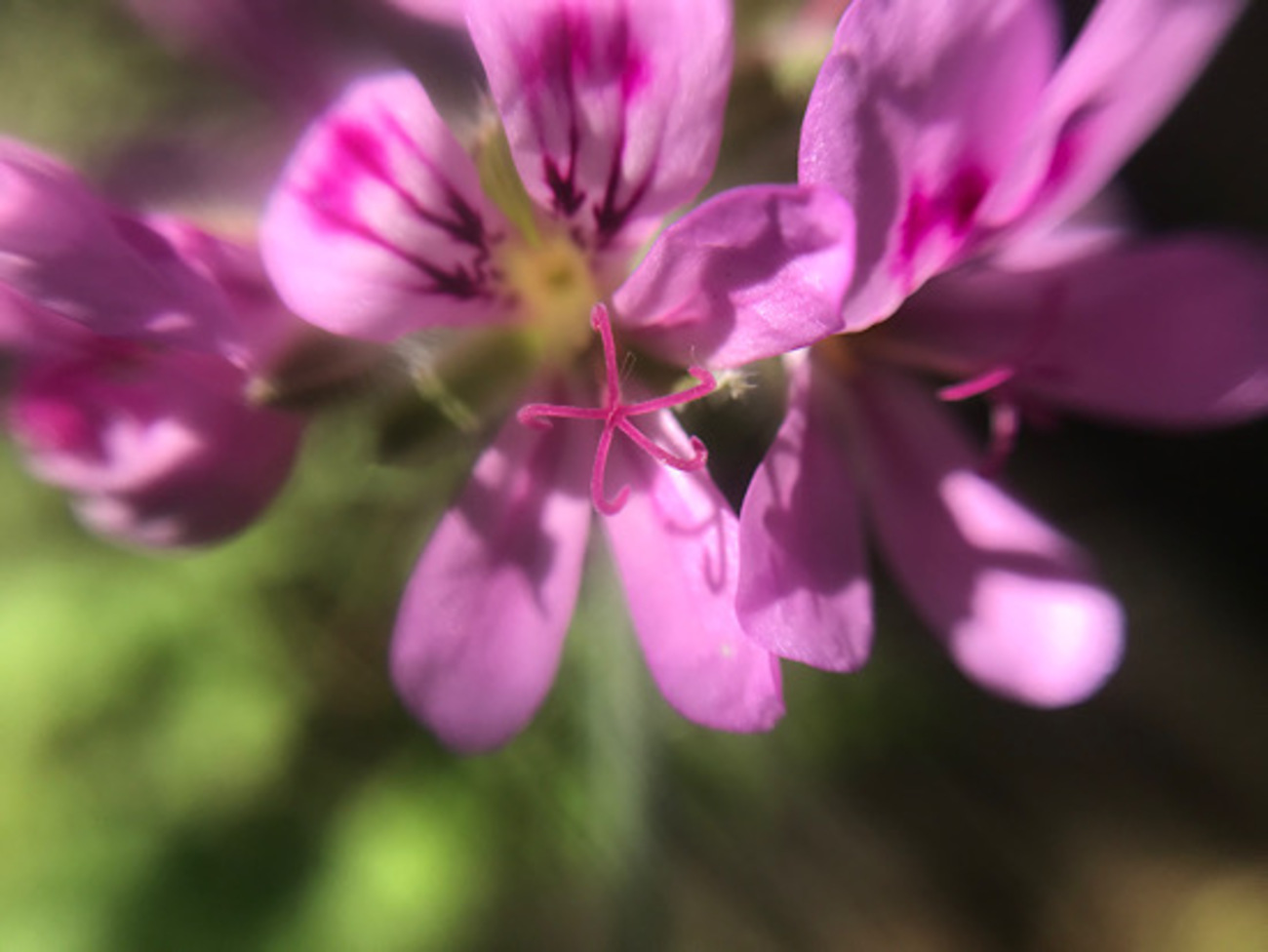 今年のモスキートゼラニウムです。ピンク色の花が咲いています