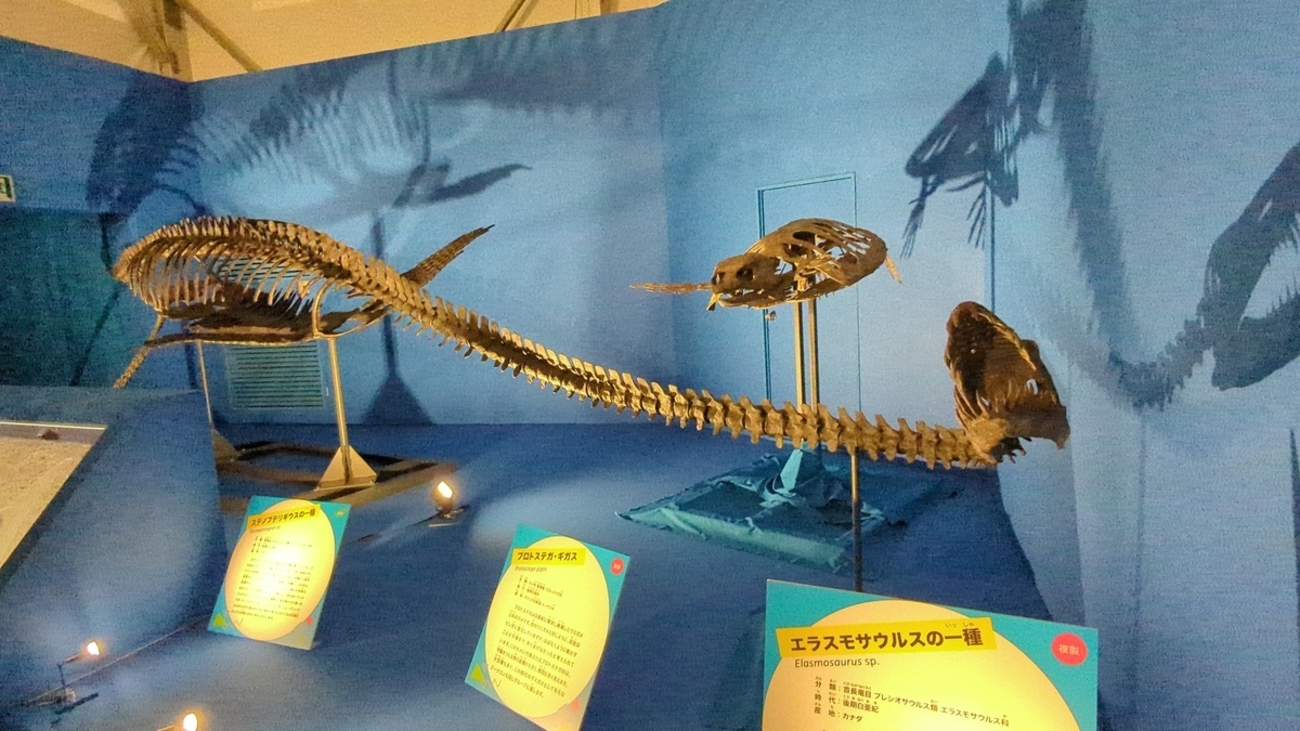 古生物紹介】エラスモサウルス(Elasmosaurus) - Prehistoriclifemanの日記