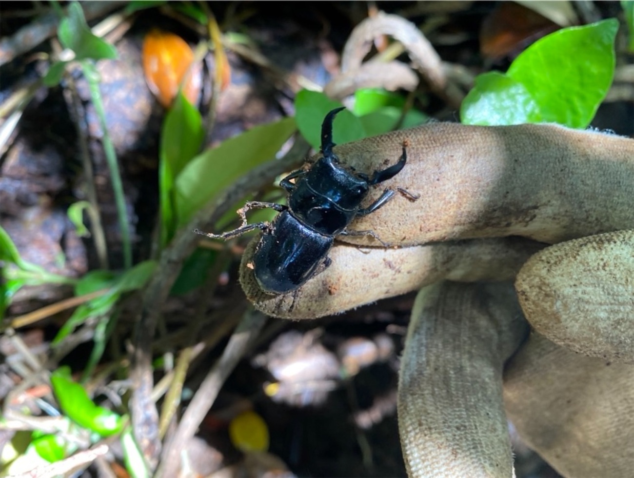 東京都 八丈島 採集記 - stag_beetle_japan