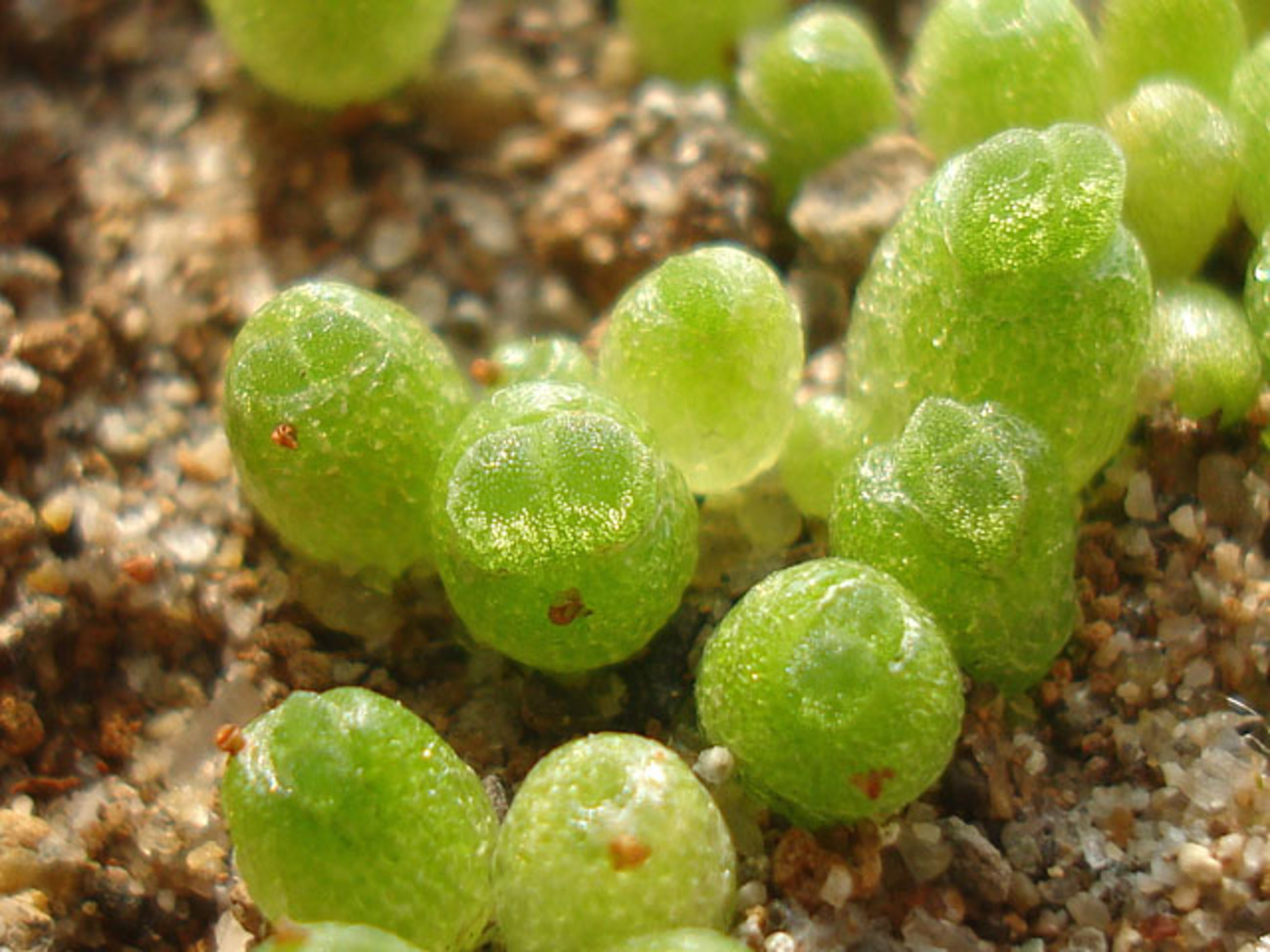 動き始めた小さな実生苗 - 石と多肉植物