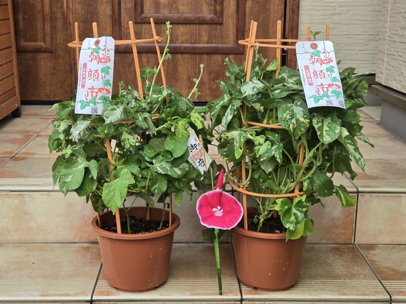  入谷朝顔まつり（朝顔市）に行ってきました。　 - shimaの趣味的生活 since2006 人はパンのみに生きるにあらず