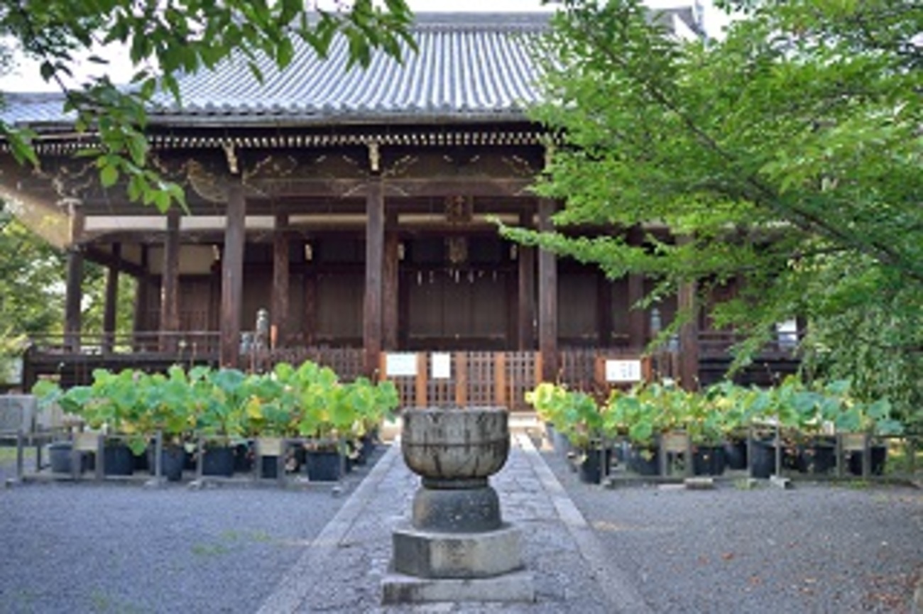 立本寺の蓮とメダカ。 - イベント＆観光 全国おでかけガイド！