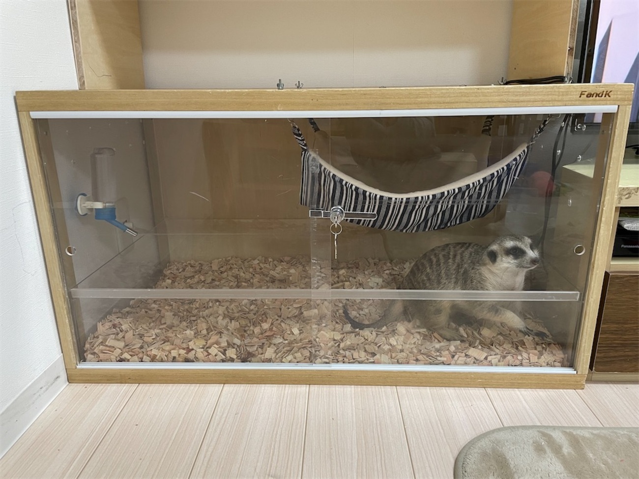 ミーアキャット　4枚 ミーアキャットの飼育環境について - F and K 爬虫類・小動物