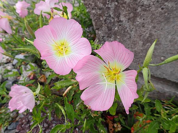 アカバナユウゲショウとは 動植物の人気 最新記事を集めました はてな アカバナユウゲショウとは 動植物の人気 最新記事を集めました はてな