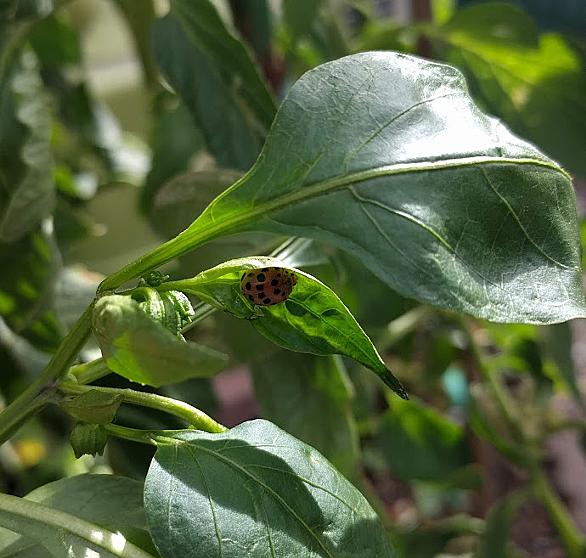 ニジュウヤホシテントウとは 動植物の人気 最新記事を集めました はてな