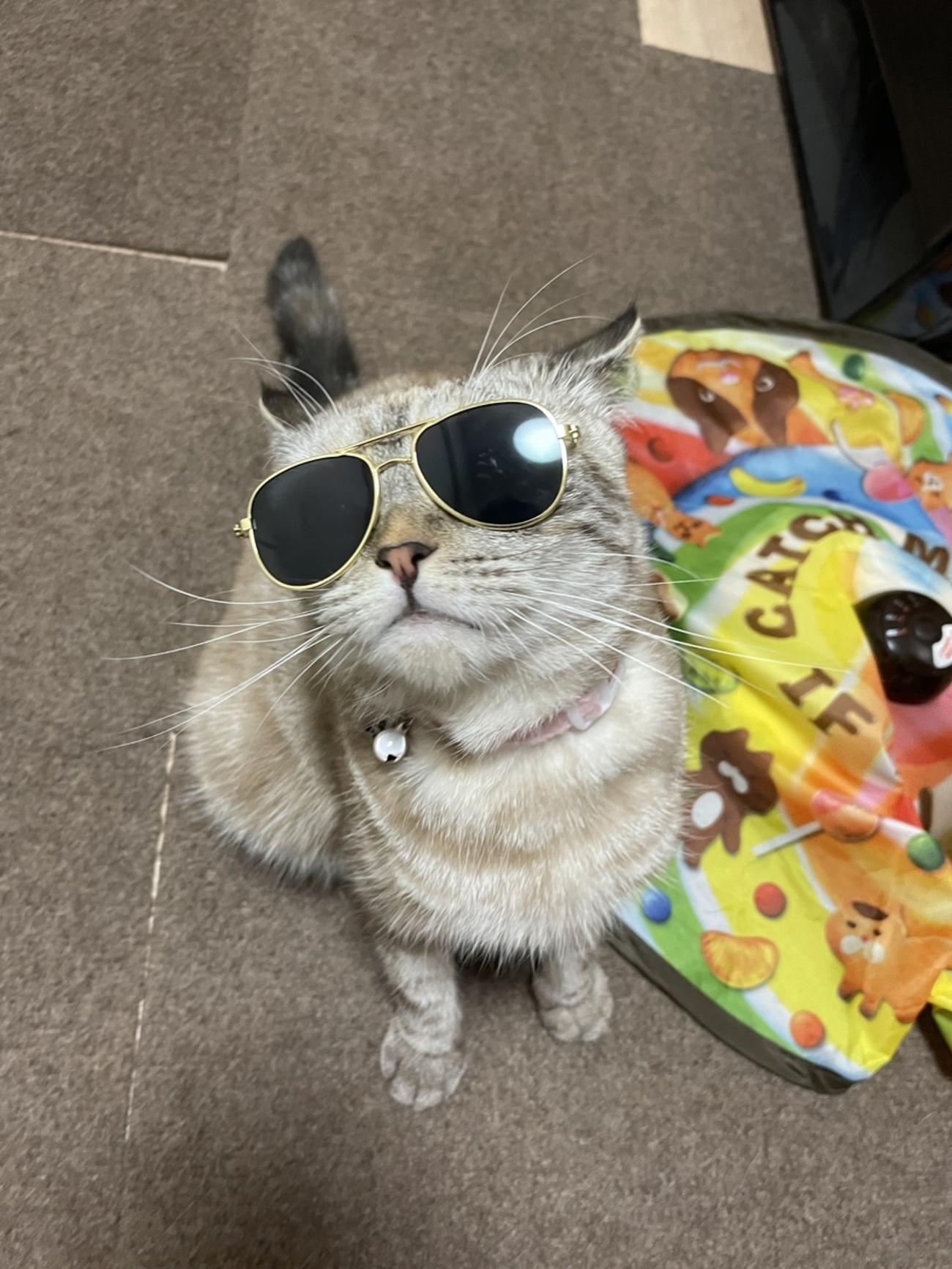 ねこ YBB1136 猫肉球ボーダー 猫ドット折りたたみ傘 耐風仕様, ネコ