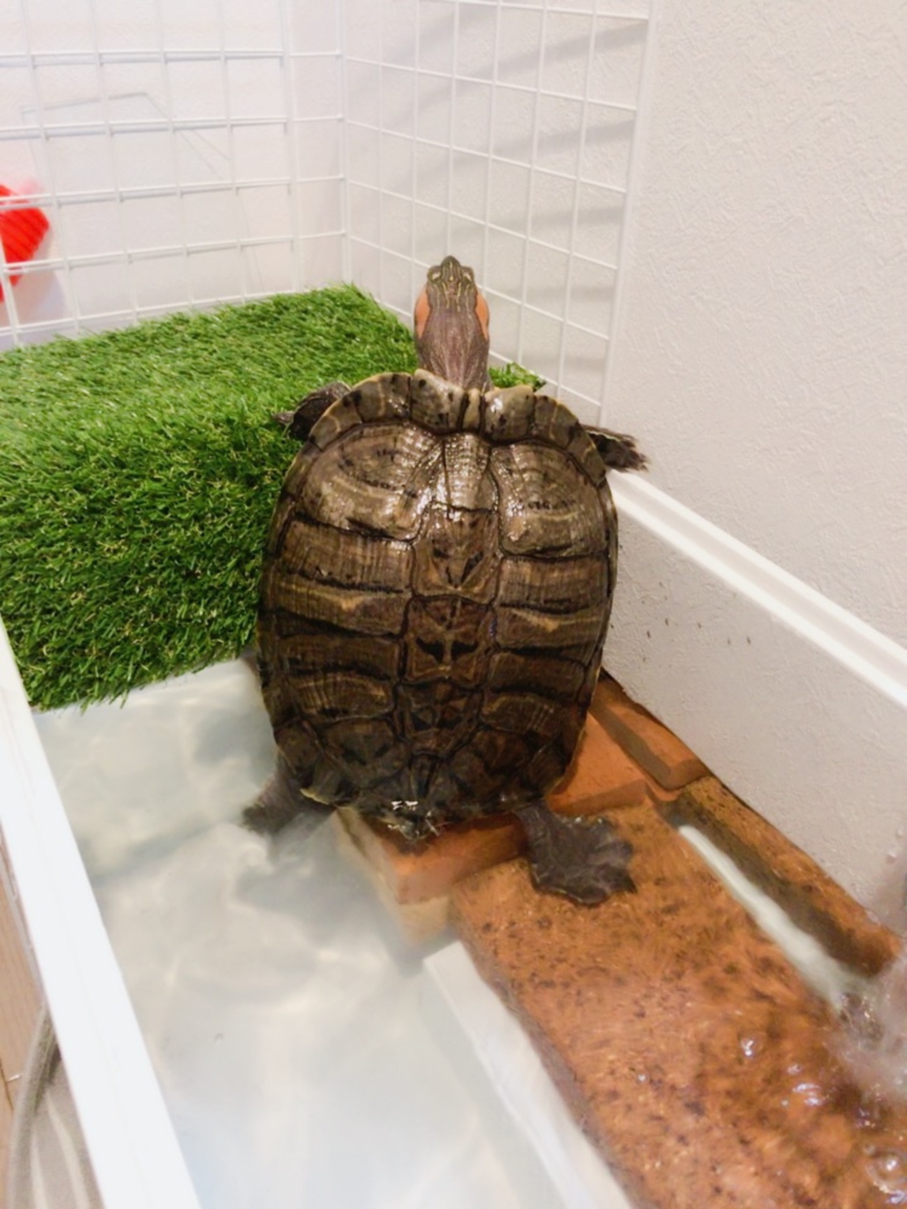 亀の陸場を作ろう！90cm水槽で上部式フィルターを併用しつつ水槽の 