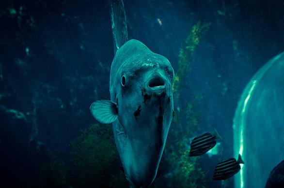 マンボウとは 動植物の人気 最新記事を集めました はてな